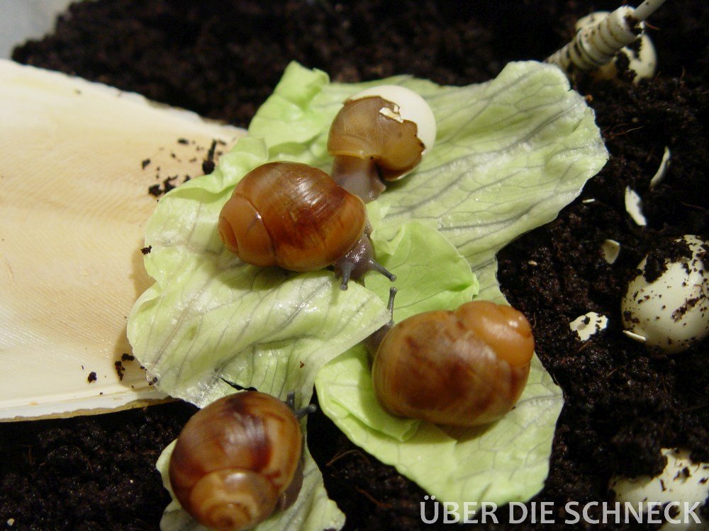 palmenmann monstera Monstera Pertusum (Fensterblatt) kaufen? | Alfredo main image 1