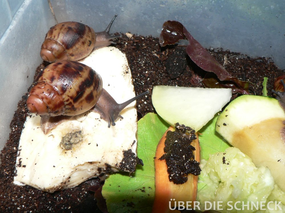 A. m. suturalis