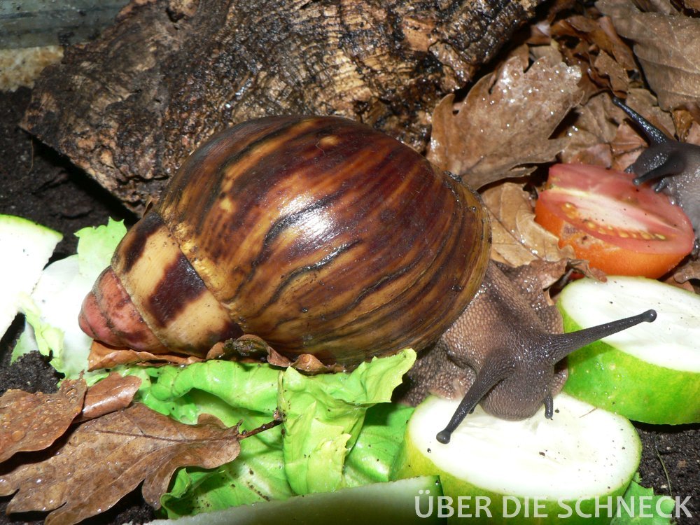A. m. suturalis