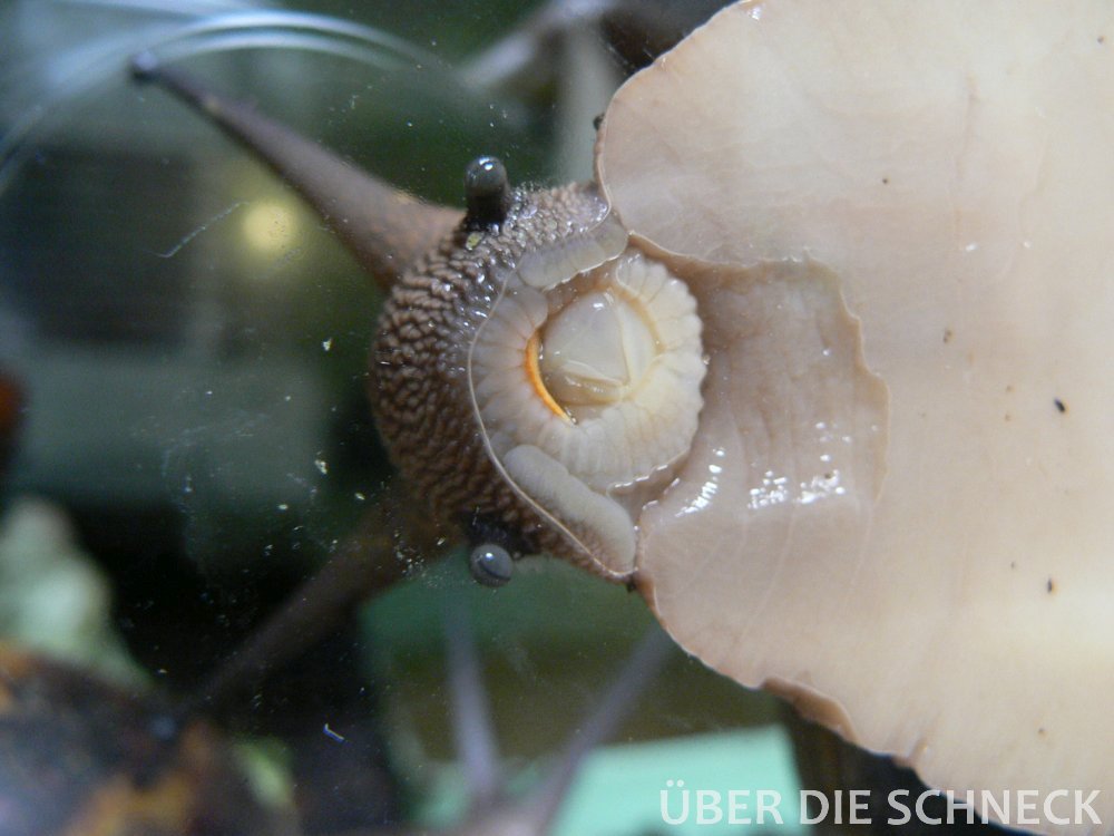 A. m. suturalis